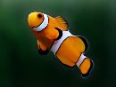 Amphiprion ocellaris