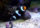 Amphiprion ocellaris